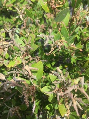 Quercus vacciniifolia