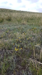 Cymbaria daurica