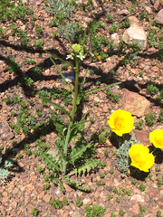 Caulanthus lasiophyllus