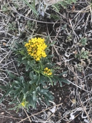 Patrinia rupestris