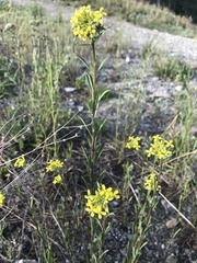 Erysimum coarctatum