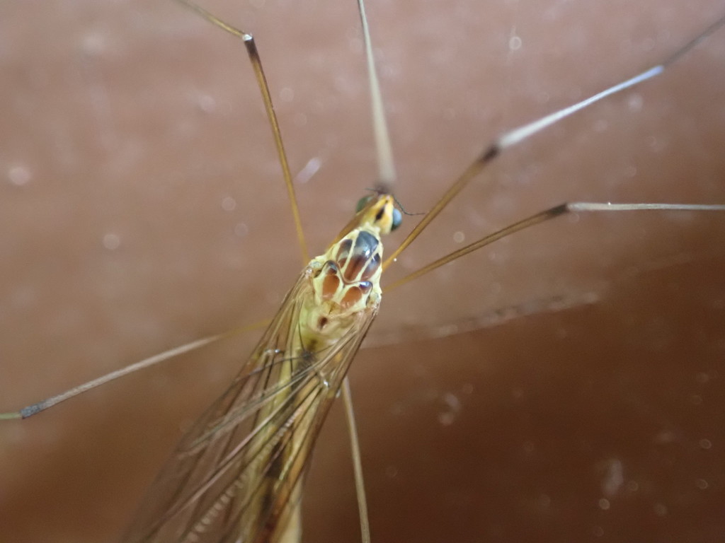 Nephrotoma occipitalis