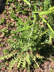 Caulanthus lasiophyllus