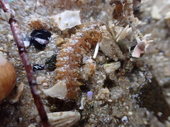 Phyllodocida
