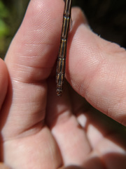 Cordulegaster bilineata