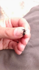 Thanatophilus lapponicus