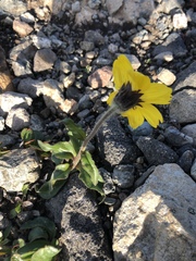 Arnica griscomii