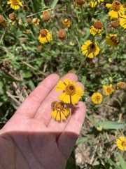Helenium elegans