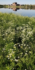 Anthriscus sylvestris
