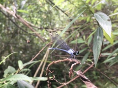 Bayadera brevicauda
