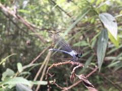 Bayadera brevicauda