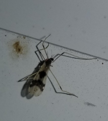 Erioptera venusta
