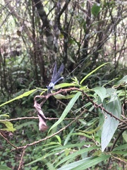 Bayadera brevicauda