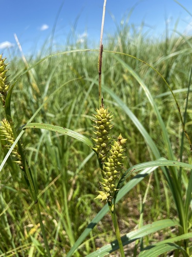 hairyfruit sedge (Carex trichocarpa)