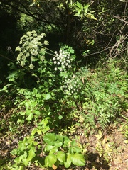 Angelica californica
