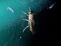Cephalochrysa similis