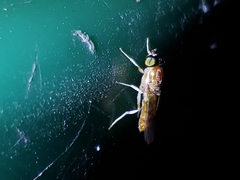 Cephalochrysa similis