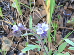Phacelia breweri