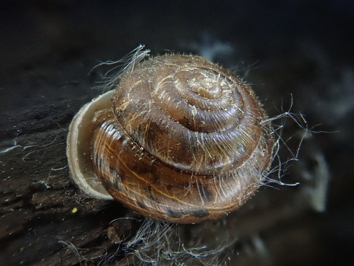 Coeur d'Alene Oregonian