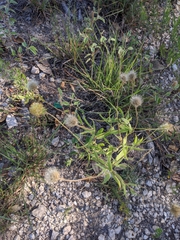 Gaillardia aestivalis