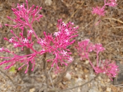 Vasconcellea parviflora