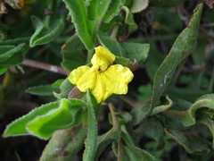 Goodenia amplexans
