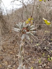 Vasconcellea parviflora