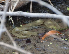 Nerodia clarkii clarkii