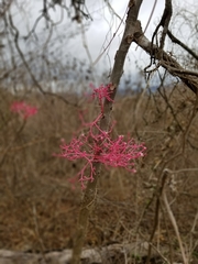 Vasconcellea parviflora