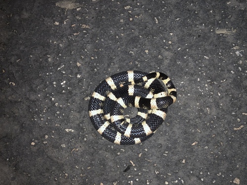 iNaturalist observation photo of Long-nosed Snake