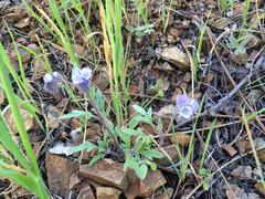 Phacelia breweri