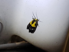 Rectiostoma xanthobasis