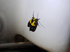 Rectiostoma xanthobasis