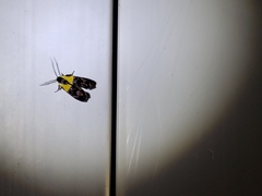 Rectiostoma xanthobasis