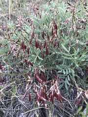 Astragalus australis