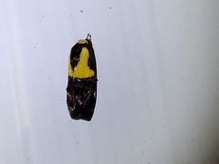 Rectiostoma xanthobasis