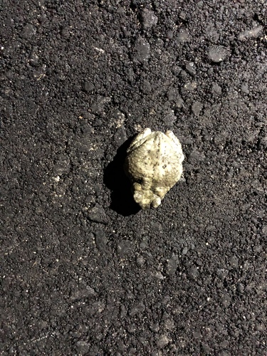 iNaturalist observation photo of Red-spotted Toad