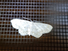Idaea obfusaria
