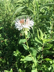 Monarda lindheimeri