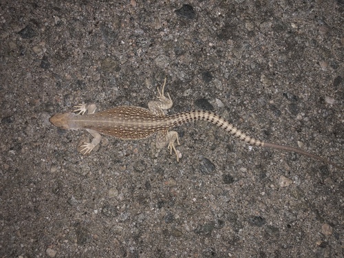 iNaturalist observation photo of Desert Iguana