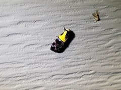 Rectiostoma xanthobasis