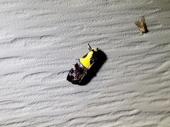 Rectiostoma xanthobasis