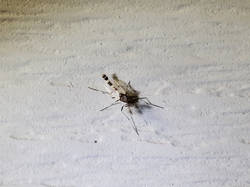Coelotanypus scapularis photo 5