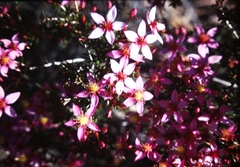 Calytrix leschenaultii