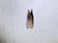 Dichomeris punctipennella