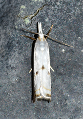 Microcrambus biguttellus