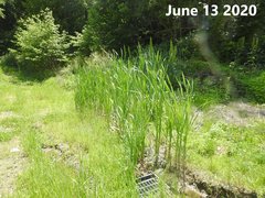 Typha orientalis