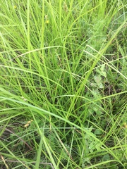 Carex scoparia