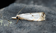 Microcrambus biguttellus
