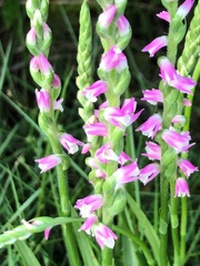 Spiranthes sinensis
